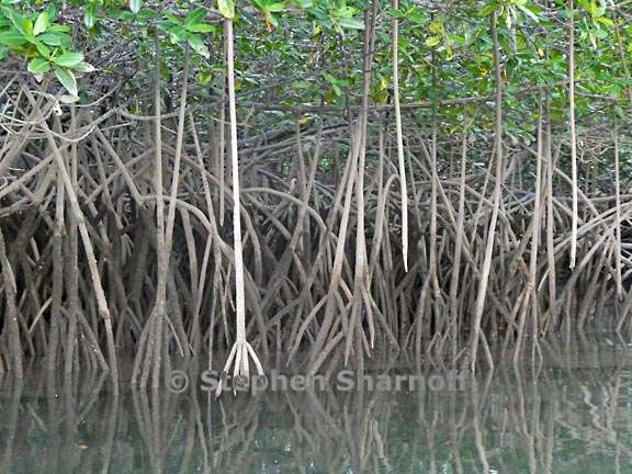 mangroves costa rica 1 graphic